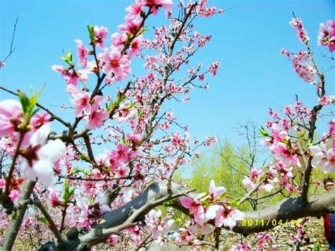 開桃花|桃花開花季節別錯過！花桃品種指南與栽種秘訣 